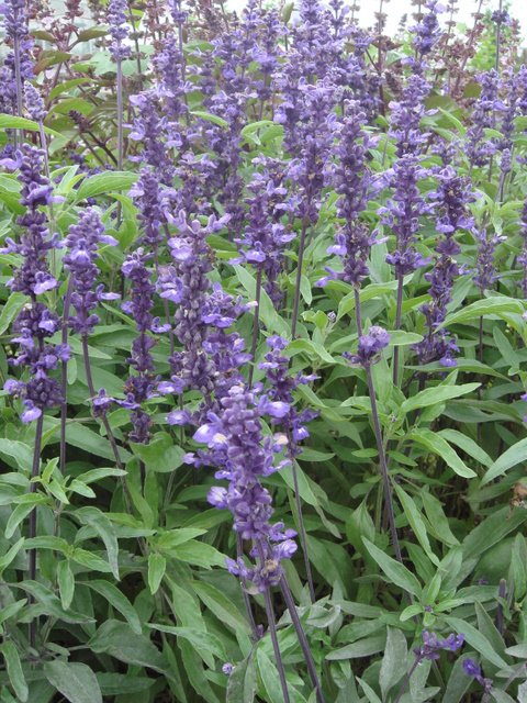 Salvia farinacea 'Evolution'